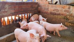 Giá heo hơi xuống thấp, người chăn nuôi dè dặt tái đàn 