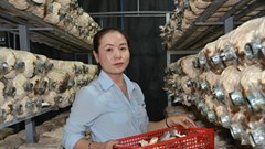 Phát triển kinh tế gia đình từ mô hình trồng nấm bào ngư xám 