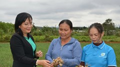 Phụ nữ nông thôn Vạn Tường năng động làm kinh tế