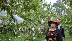 Phát triển cây ổi lê trên vùng đất Mộ Đức