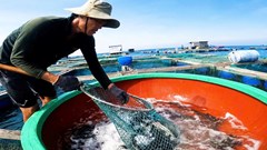 Phát triển kinh tế từ mô hình nuôi cá bớp bằng lồng bè trên biển