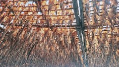 Làng biển Quảng Ngãi rộn ràng mùa mực xà cuối năm