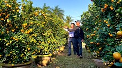 Mô hình quất cảnh – điểm sáng trong chuyển đổi sản xuất nông nghiệp tại Quảng Ngãi