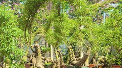 Thổi hồn tre Việt giữa lòng đô thị Quảng Ngãi