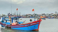 Rộn ràng nhịp biển những ngày giáp Tết