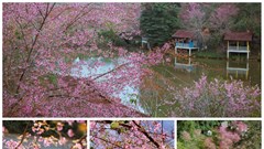 Măng Đen dịu dàng sắc Xuân trong mùa mai anh đào 