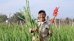 An Phú vào mùa hoa lay ơn rực rỡ đón Tết Bính Ngọ