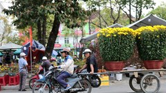 Mưu sinh theo “chuyến Xuân” - Nghề chở hoa Tết vào mùa ở Quảng Ngãi