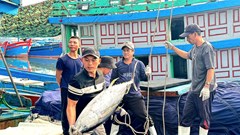 Mùa biển cuối năm khởi sắc, ngư dân Quảng Ngãi vững tin bước vào năm mới