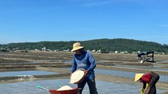 Diêm dân Sa Huỳnh phấn khởi khi giá muối tăng kỷ lục