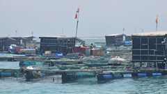 Quảng Ngãi: Xác định nguyên nhân cá bớp nuôi lồng chết hàng loạt