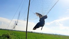 Tăng cường các giải pháp bảo vệ chim yến, ngăn chặn tình trạng săn bắt trái phép