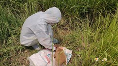 Phát hiện mẫu chó dương tính với vi rút dại tại Sơn Tịnh