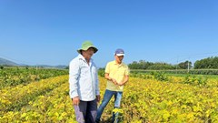 Liên kết trồng đậu nành - mở lối nông nghiệp hàng hóa ở Quảng Ngãi