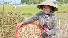 Nông nghiệp Lân Phong chuyển từ tự phát sang liên kết chuỗi