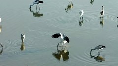 Quảng Ngãi thông tin “sếu cổ đen” tại đầm La Băng thực tế là đàn cò nhạn di cư