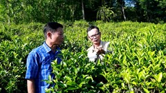 Chè trăm tuổi – tài sản xanh của Lộc Thanh