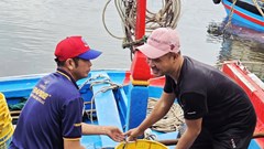 Cá cơm đầy khoang, ngư dân Quảng Ngãi phấn khởi