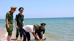 Thả đồi mồi quý hiếm về biển ở Quảng Ngãi