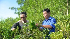 Bảo hộ nhãn hiệu “Chè Lộc Thanh”, mở hướng nâng thu nhập cho người dân