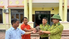 Người dân Quảng Ngãi tự nguyện giao nộp tê tê quý hiếm