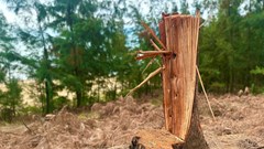 Hà Tĩnh siết chặt bảo vệ rừng trong giai đoạn sáp nhập