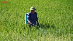 Dịch lợn và dịch lúa diễn biến bất thường tại Hà Tĩnh