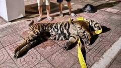 Giấu hổ 200 kg trên nóc xe, ba người bị khởi tố