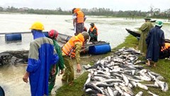 Hà Tĩnh: Gió bão quật chết trắng 20 tấn cá 1 tỉ đồng  