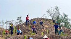 Trồng khôi phục rừng phòng hộ Thạch Khê sau bão