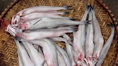 Cá cháo ngâm hoá chất độc nhiều chợ ở Hà Tĩnh