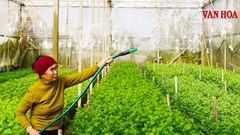 Thủ phủ hoa cúc xã Toàn Lưu vào vụ Tết