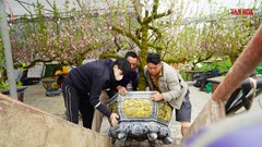 Mưu sinh mùa Tết