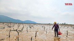 Rừng ngập mặn chết hàng loạt tại Hà Tĩnh 