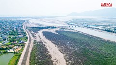 Nước không ô nhiễm, vì sao rừng ngập mặn vẫn chết trắng tại Hà Tĩnh?