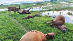 Sét đánh bò chết la liệt giữa đồng tại Hà Tĩnh