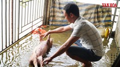 Ngàn Trươi mang nước tưới, người dân gánh ngập định kì