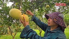 Rộn ràng mùa thu hoạch bưởi Phúc Trạch