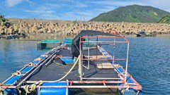Hà Tĩnh: Nước biển tại 4 điểm có thủy sản chết chưa phát hiện bất thường