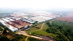 Công ty Năng lượng và Mỏ VN trúng đấu giá Dự án bò Bình Hà 