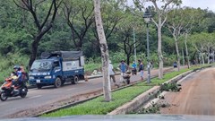 Đà Nẵng bắt đầu cắt tỉa cây xanh, chủ động ứng phó với mưa bão 