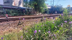 Đà Nẵng: Tiếp tục phát động phong trào “Đường tàu - đường hoa” 