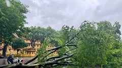 Đà Nẵng hỗ trợ 25 tỉ đồng, cắt, tỉa, dọn dẹp cây xanh cho các địa phương bị thiệt hại do bão số 3