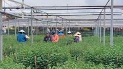 Đà Nẵng tổ chức 3 điểm chợ hoa Tết Ất Tỵ 2025