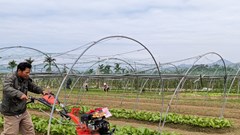 Tìm hướng mở rộng thị trường rau Túy Loan