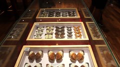 Kỳ bí thế giới tự nhiên tại Triển lãm “Đa dạng sắc màu côn trùng Việt Nam”