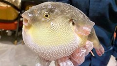 Cần Thơ: Cấp cứu liên tiếp 3 trường hợp nguy kịch do ngộ độc cá nóc mít