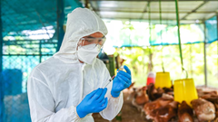 Ngăn chặn lạm dụng kháng sinh trong chăn nuôi