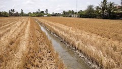 Xâm nhập mặn tại Đồng bằng sông Cửu Long có xu hướng gia tăng 