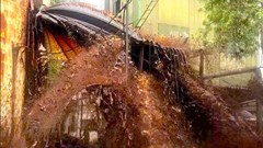 Sét đánh thủng bể chứa nhà máy đường khiến khoảng 2.000 tấn mật mía tràn ra ngoài